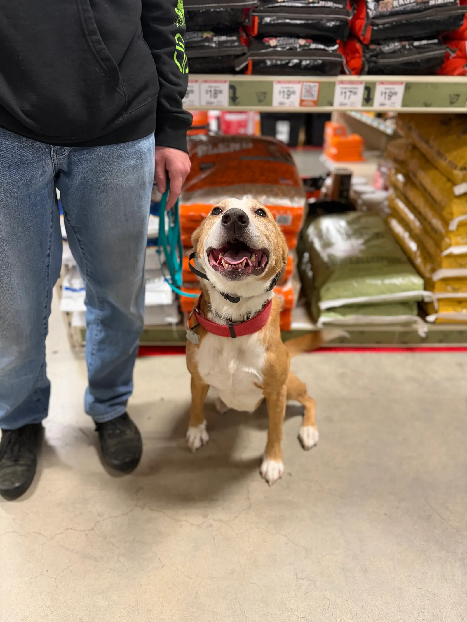 Pet transportation and local pet care support 11
